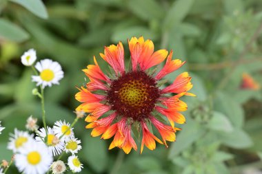 Battaniye çiçeği yakın.