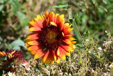 Battaniye çiçeği yakın.