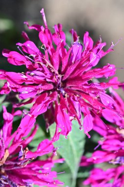 Bahçedeki pembe çiçekleri kapat.