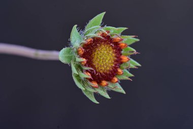 Battaniye çiçeği yakın. 