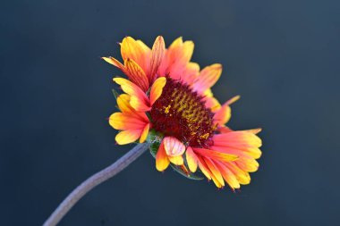 Battaniye çiçeği yakın. 