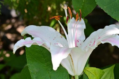 Bahçedeki güzel zambak