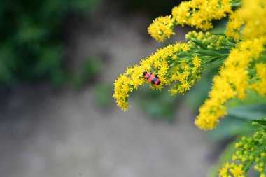 Yaz bahçesindeki güzel çiçeklerin yakın görüntüsü.