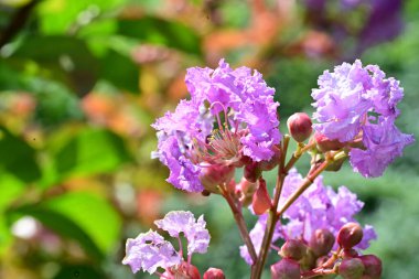 Lagerstroemia indica çiçekleri kapatın