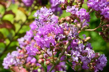 Lagerstroemia indica çiçekleri kapatın