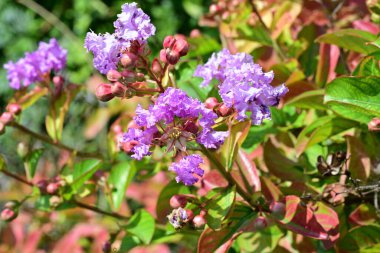 Lagerstroemia indica çiçekleri kapatın