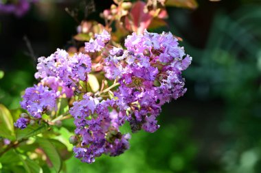 Lagerstroemia indica çiçekleri kapatın