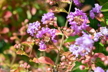 Lagerstroemia indica çiçekleri kapatın