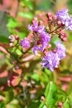 Lagerstroemia indica çiçekleri kapatın