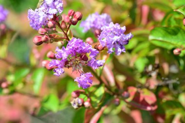 Lagerstroemia indica çiçekleri kapatın