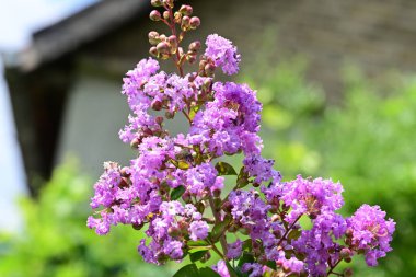 Lagerstroemia indica çiçekleri kapatın