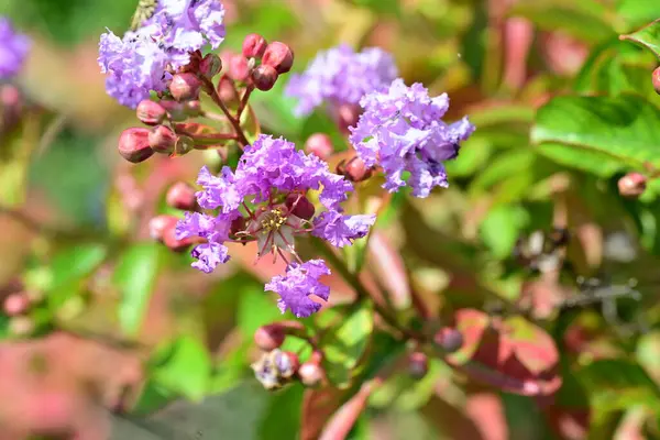 Lagerstroemia indica çiçekleri kapatın