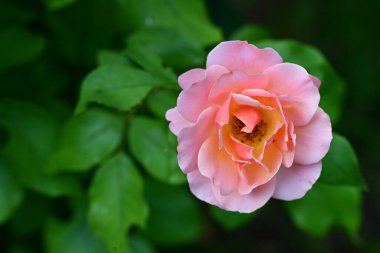 Bahçede güzel pembe bir gül 