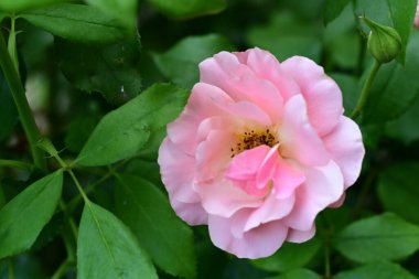 Bahçede güzel pembe bir gül 