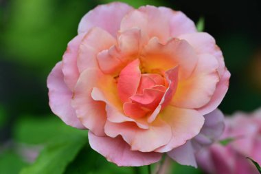 Bahçede güzel pembe bir gül 