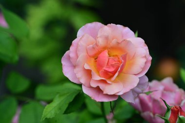 Bahçede güzel pembe bir gül 