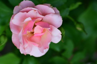 Bahçede güzel pembe bir gül 