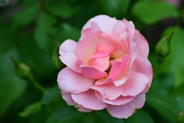 Bahçede güzel pembe bir gül 