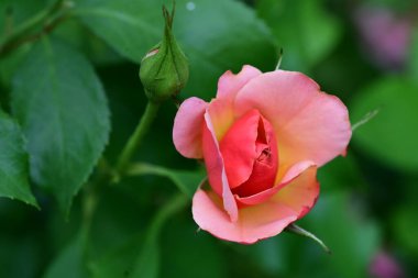 Bahçede güzel pembe bir gül 