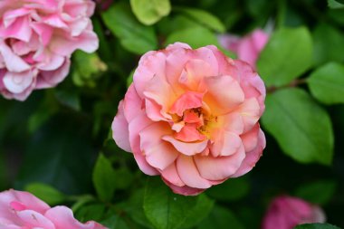 Bahçede güzel pembe bir gül 