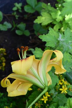 Yaz bahçesindeki güzel çiçeğin yakın görüntüsü. 