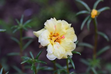 Yaz bahçesindeki güzel çiçeğin yakın görüntüsü. 