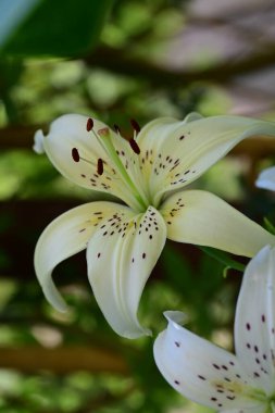 Beyaz Zambak çiçeği yakın çekim