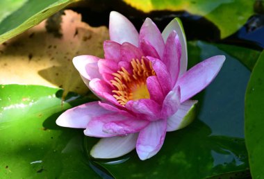 Gölette nilüfer çiçeği