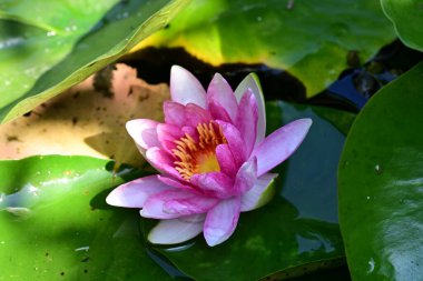 Gölette güzel nilüfer çiçeği