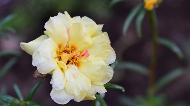 Güneşli yaz gününde bahçede yetişen güzel çiçekler.