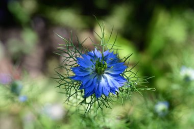 Güneşli yaz gününde bahçede yetişen güzel çiçekler.