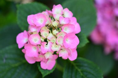 Bahçede yetişen pembe çiçeklere yakın.