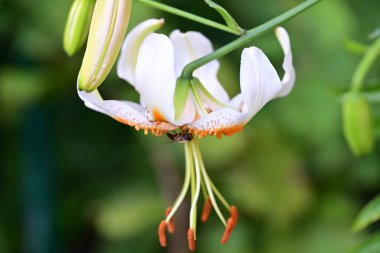 Bahçede yetişen güzel zambak çiçeğinin yakın plan görüntüsü.      