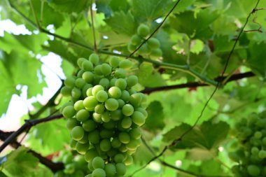 Bahçedeki yeşil üzümler 