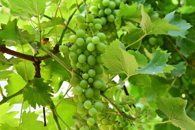 Bahçedeki yeşil üzümler 
