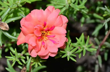 Bahçede yetişen pembe çiçeklere yakın.