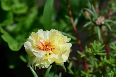Güzel sarı çiçek bahçesinde yakın çekim