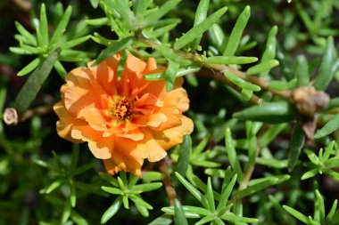 Güneşli yaz gününde bahçede yetişen güzel çiçekler.