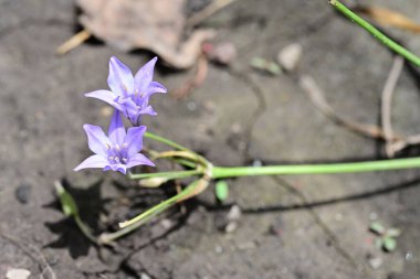 Bahçedeki güzel mor çiçekler