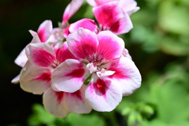 Bahçede yetişen pembe çiçeklere yakın.