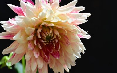 Kasımpatı çiçeği, kapat.