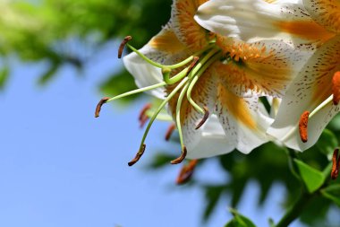 Bahçedeki güzel sarı ve beyaz zambak çiçekleri