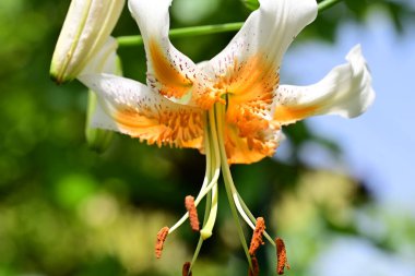 Bahçedeki güzel sarı ve beyaz zambak çiçekleri