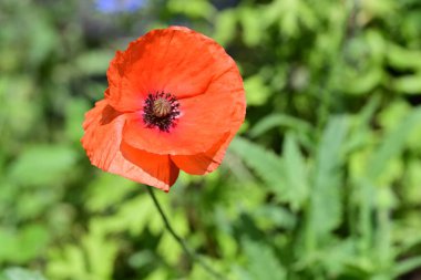 Güneşli yaz gününde bahçede yetişen güzel çiçekler.