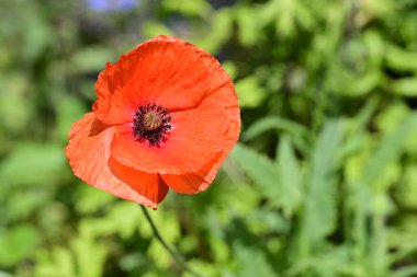Güneşli yaz gününde bahçede yetişen güzel çiçekler.