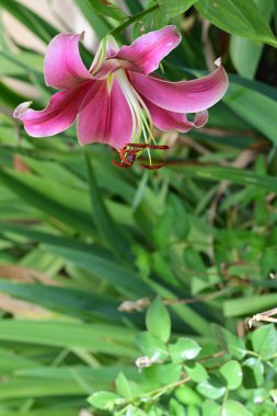 yeşil bir arka plan üzerinde Lily çiçekler