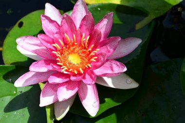 Gölette nilüfer çiçeği 