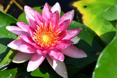 Gölette nilüfer çiçeği 