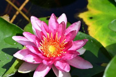 Gölette nilüfer çiçeği 