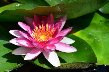 Gölette nilüfer çiçeği 